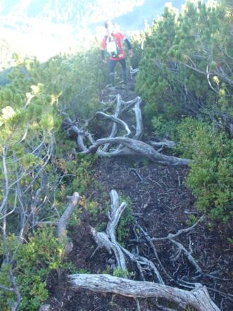 Der Abstieg vom Gipfel ist extrem wurzelig