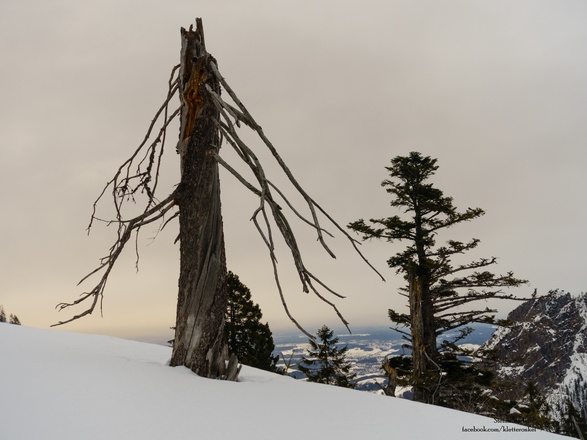 die Bäume zeigen eindrucksvoll, wie rau es in den Bergen sein kann