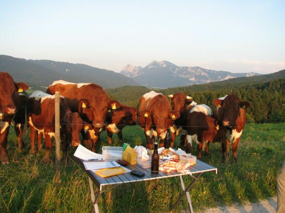 Blick nach Osten: Vom Teisenberg (ganz links),  km35, bis km 58, Kohler Alm über der 3. Kuh von rechts
