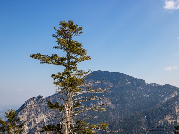 It´s a hard life in the Mountains.