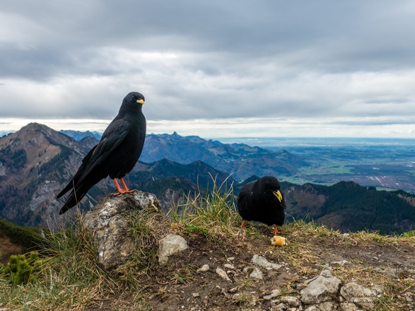 Bettelnde Dohlen am Gipfel.