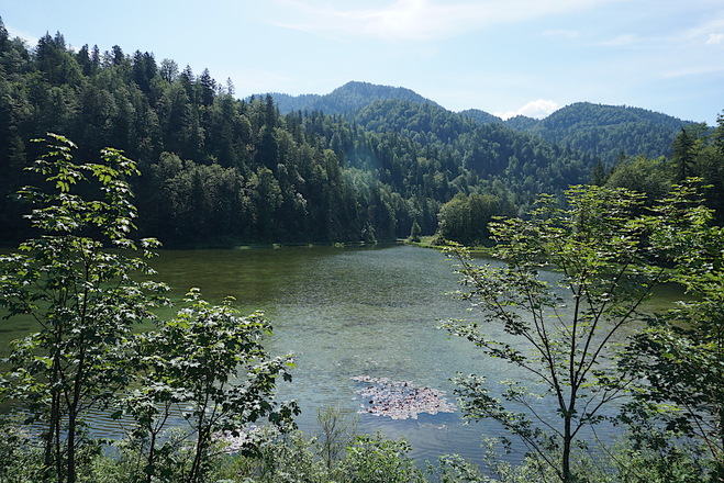 Weitsee mit Seerosen