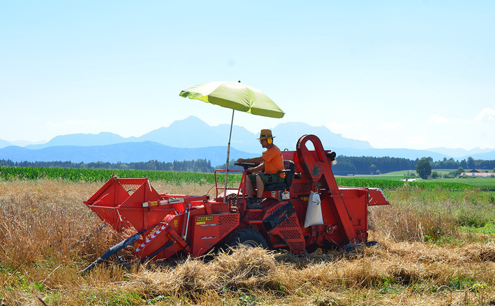 Ernte im Biosphären Getreidegarten