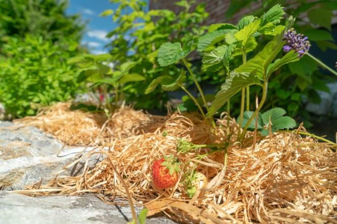 Gauahof - Naschgarten