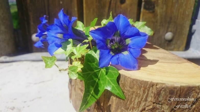 Ferienwohnung Fitzlhof