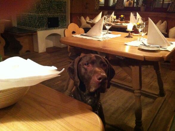 Auch Ihr Hund kann mit (Restaurant Winterstellgut)