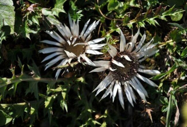 Silberdisteln im Sommer