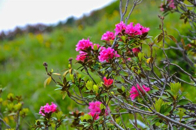 Almrosen blühen im Juni