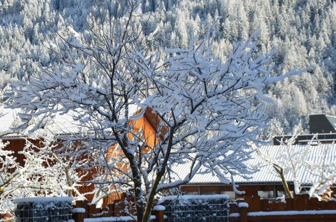 Baum im Garten Winter