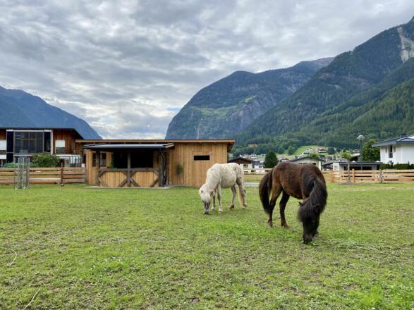 Bei Waldharts... daheim sein - Shetlandponys