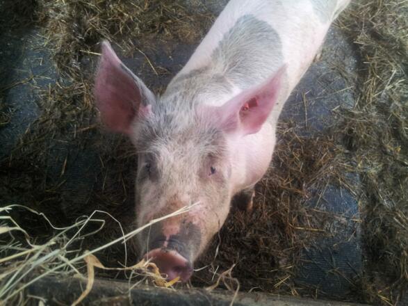 Unser Schwein