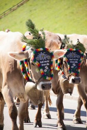 Almabtrieb von der Grawa Alm zum Feldhof