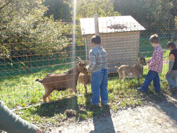 Die Ziegen haben immer Hunger!