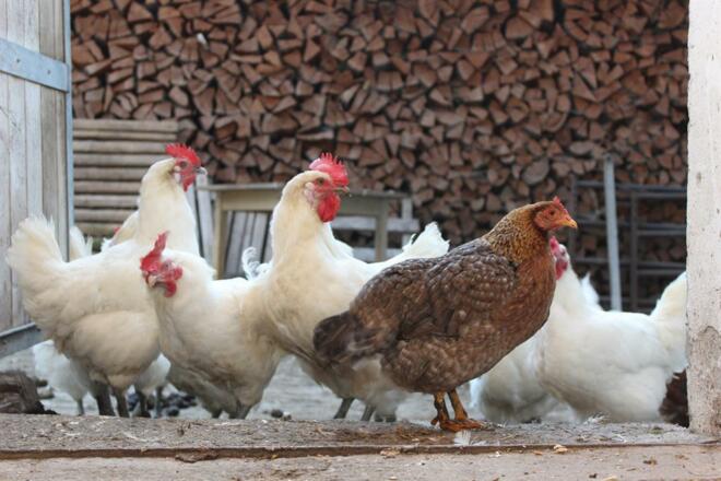 täglicher Hühnerauslauf