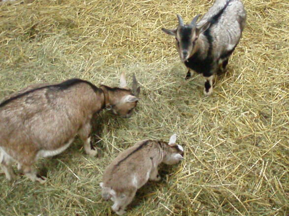 Lilly, Sam und Grisu haben immer Hunger.