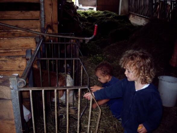 bei den Tieren im Stall