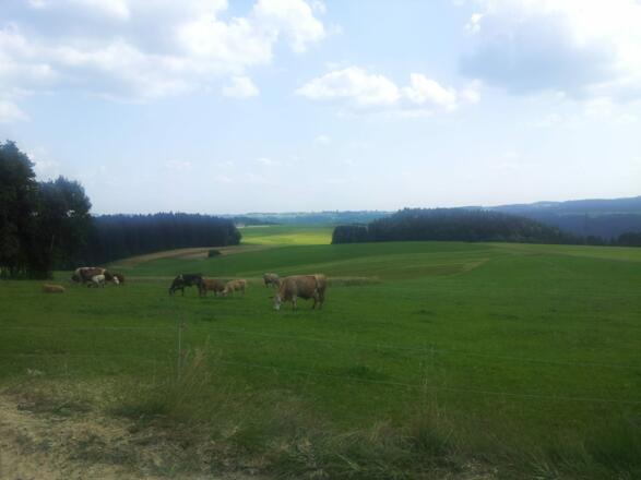 Unsere Kühe auf der Weide