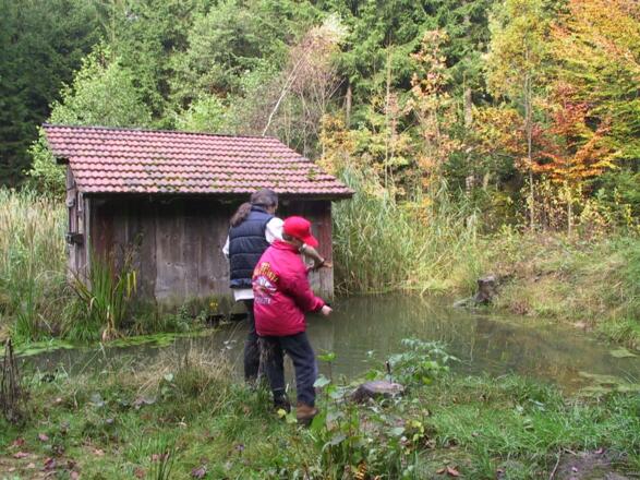 Wassertümpel