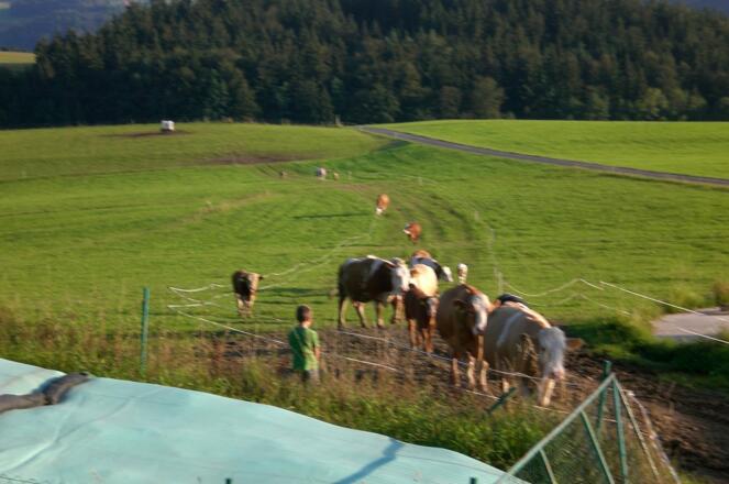 Kühe heimtreiben