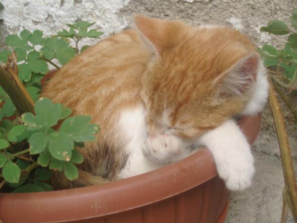 Babys brauchen ihren Schlaf.