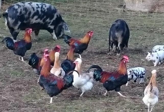 Tiere am Hof