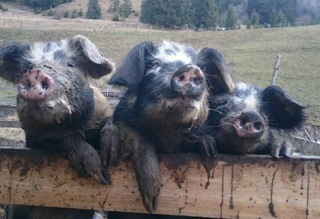 geschützte Tierrassen