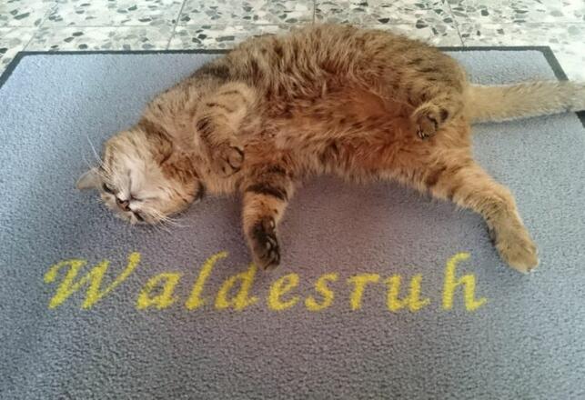 unsere Hauskatze