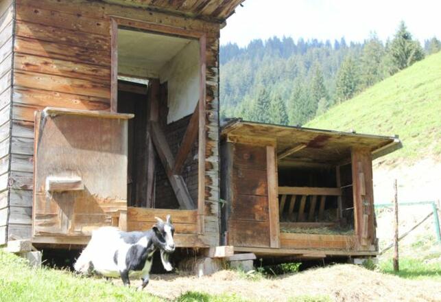Bio-Arche-Bauernhof Waldesruh
