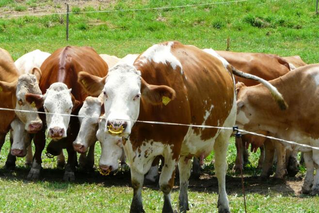 wir wollen nach Hause....