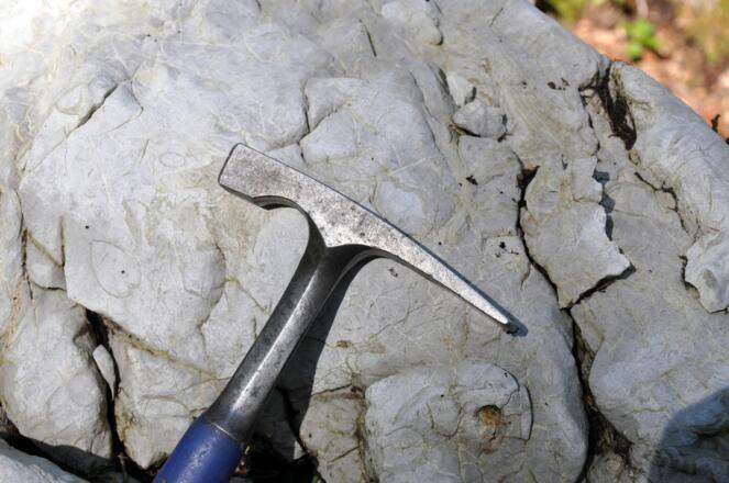 Kuhtrittmuscheln (Megalodonten) im Dachsteinkalk