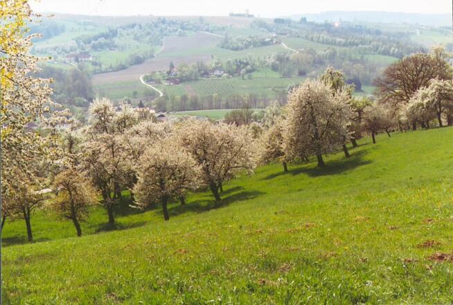 Streuobstwiese