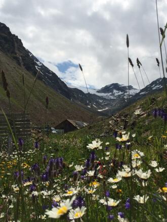 Bergblumen