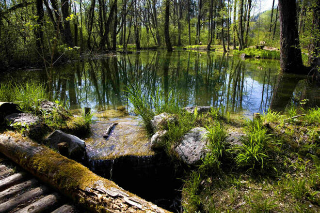 Auwaldbiotop in der Nähe des Tier- und Naturkundemuseums Bruckmühl.
