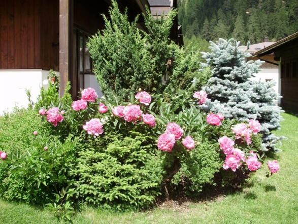 Maurer´s Pfingstrosen