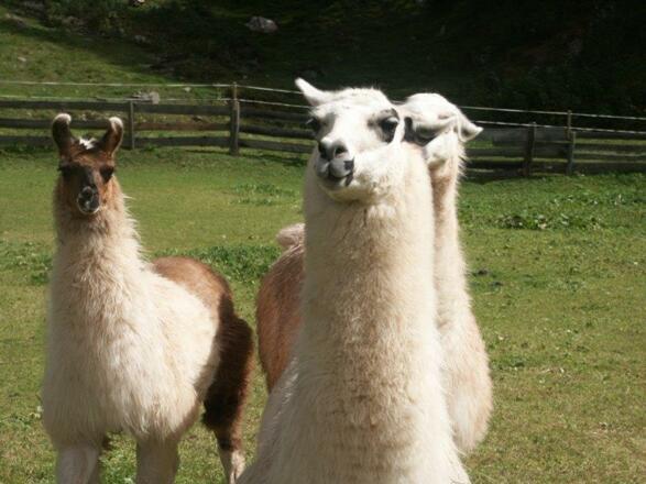 3 unserem Lama&#039;s
