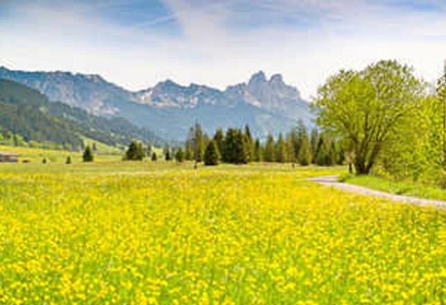 Frühling in Tannheim        Foto: TVB Tannheimer Tal/Achim Meurer