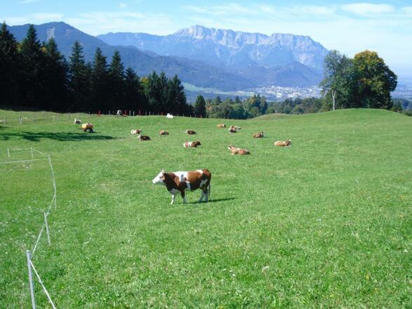 Kühe auf der Weide mit Blick nach Salzburg