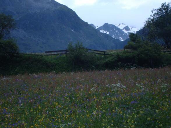 Blumenwiese im Oberbergtal