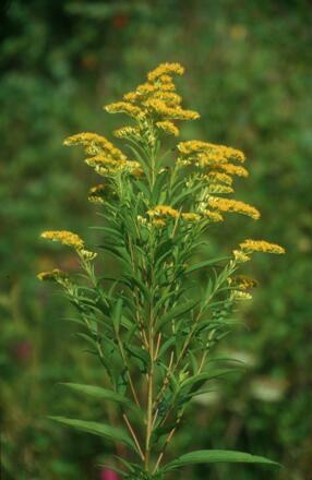 Kanadische Goldrute