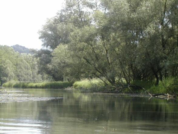 Silberweidenau im Bereich der Entenlacke