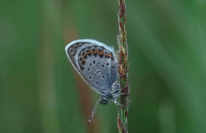 Bläuling