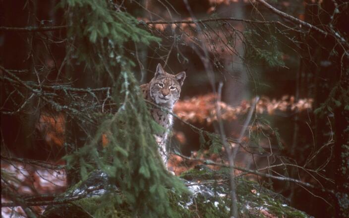Luchs