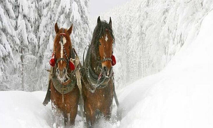 Pferdeschlitten ©TVB Annaberg