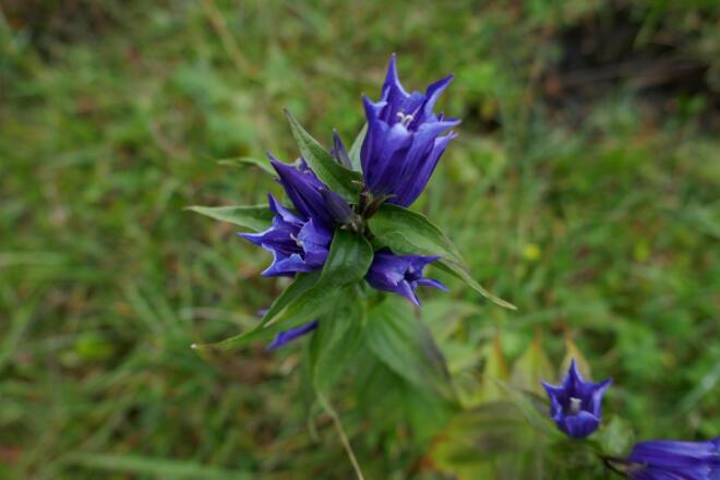 Schwalbenwurz-Enzian