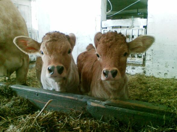 Zwillingsnachwuchs im Kuhstall