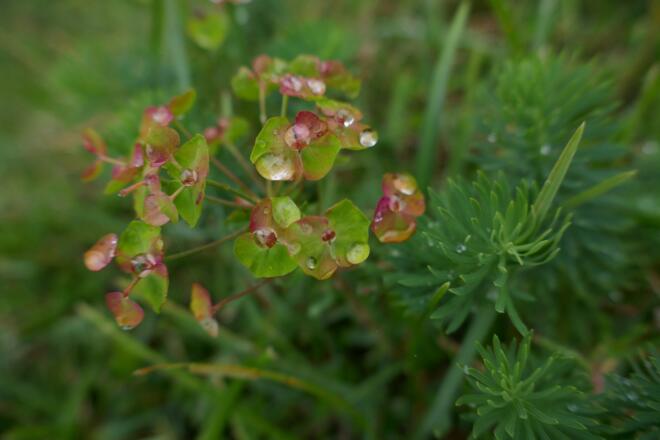 Zypressen-Wolfsmilch