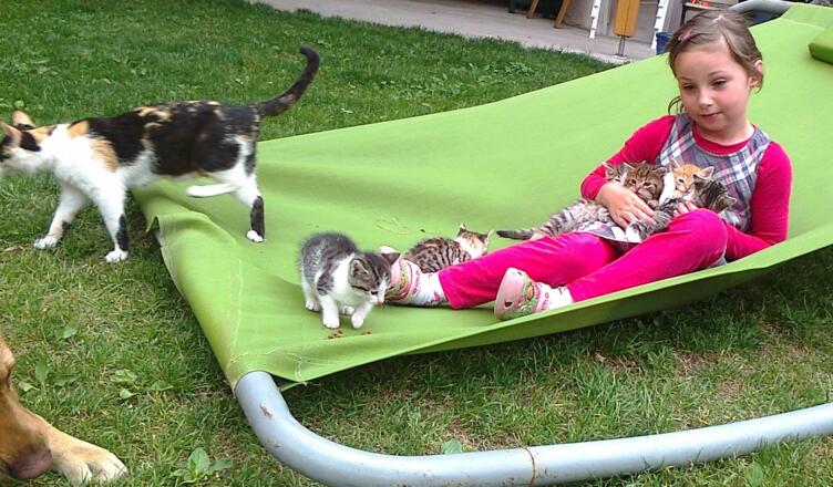 Katzenkinder am Bauernhof