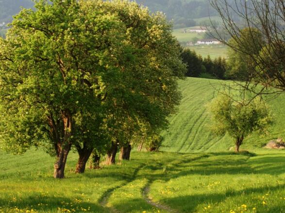 Mitten im Gr\u00fcnen