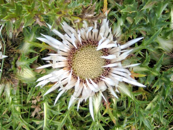 Silberdistel