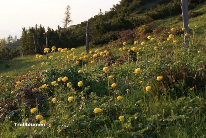 Trollblumen